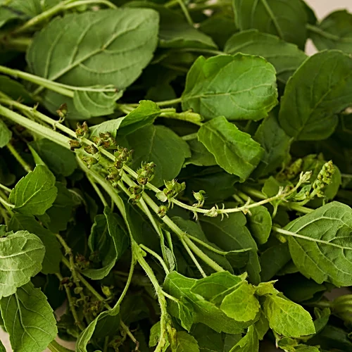 Tulsi Leaves (Loose) - Image 2